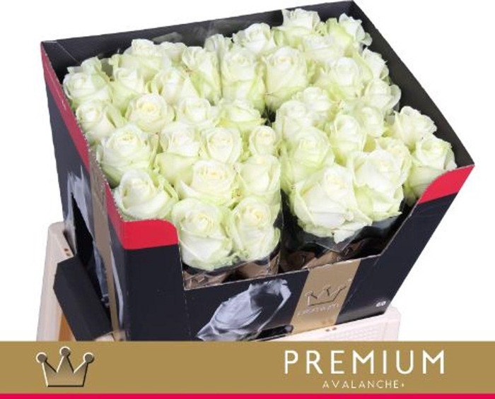 <h4>Rosa large avalanche+ Bernhard Premium</h4>
