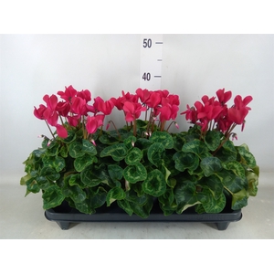 Cyclamen GR 'XL'