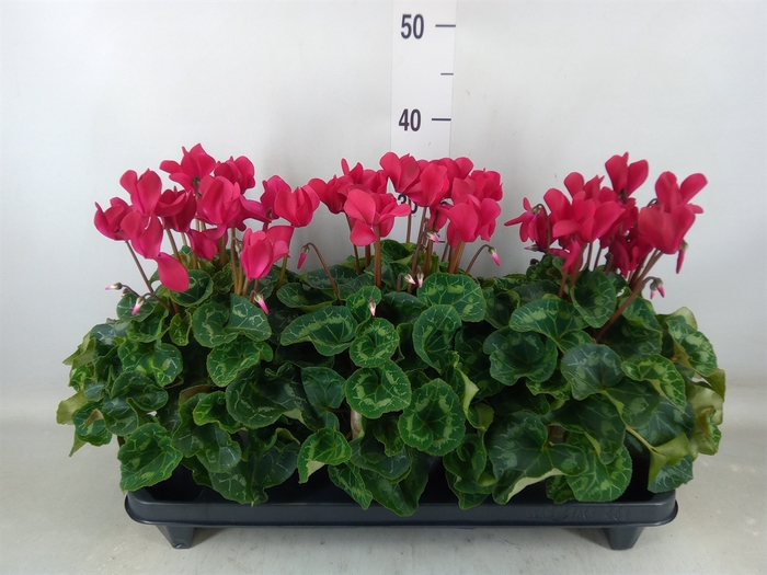 <h4>Cyclamen GR 'XL'</h4>