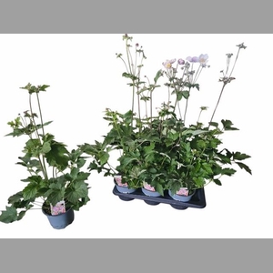 ANEM HUPEHENSIS