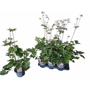 ANEM HUPEHENSIS