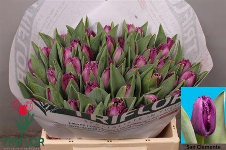 <h4>Tu Fr San Clemente</h4>