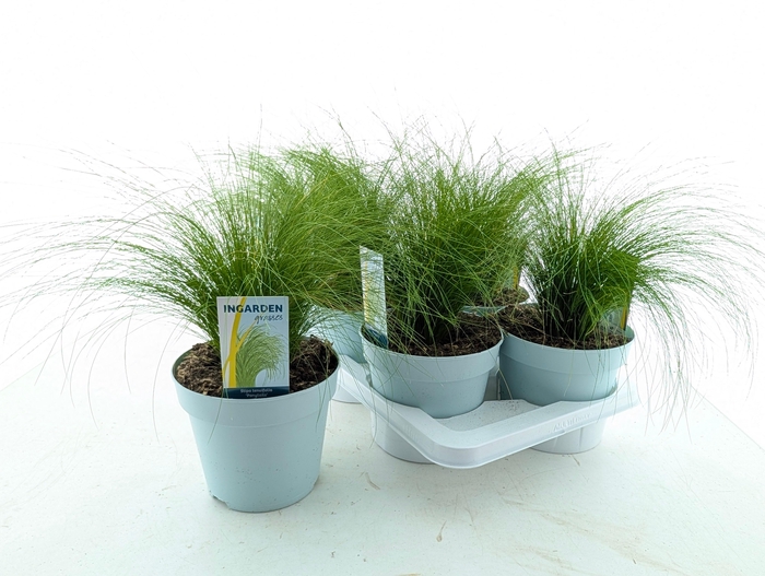 <h4>STIP TE PONYTAILS</h4>