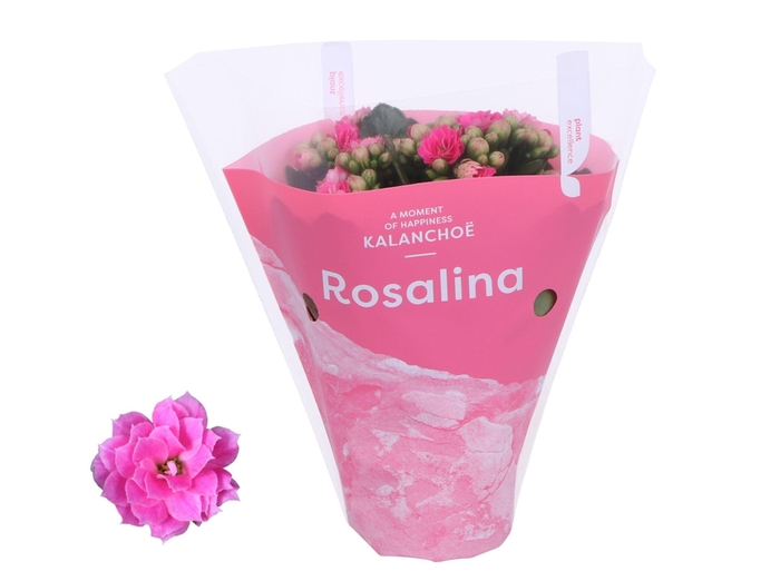 <h4>Kalanchoe Rosalina Don Nando</h4>