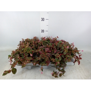 Persicaria capitata