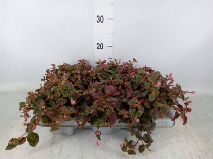 <h4>Persicaria capitatum</h4>