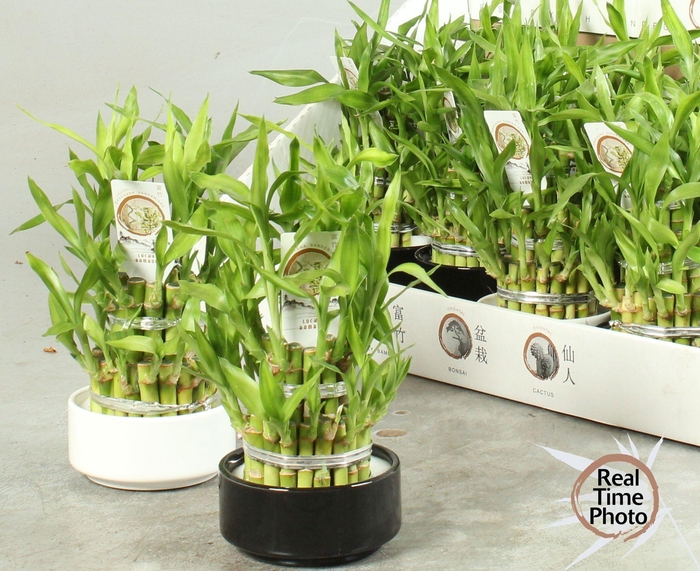 <h4>DRA LUCKY BAMBOO</h4>