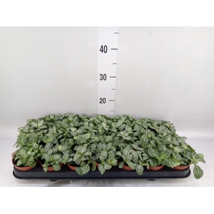 Fittonia   ...