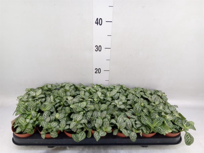 <h4>Fittonia   ...</h4>