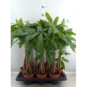 Pachira aquatica
