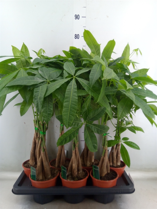 <h4>Pachira aquatica</h4>