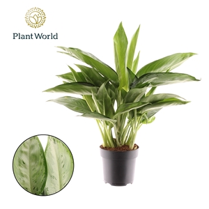 Aglaonema Silverado