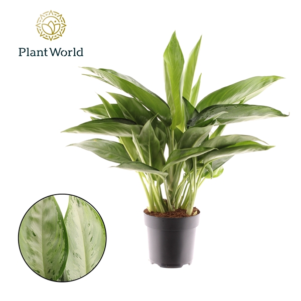 <h4>Aglaonema Silverado</h4>
