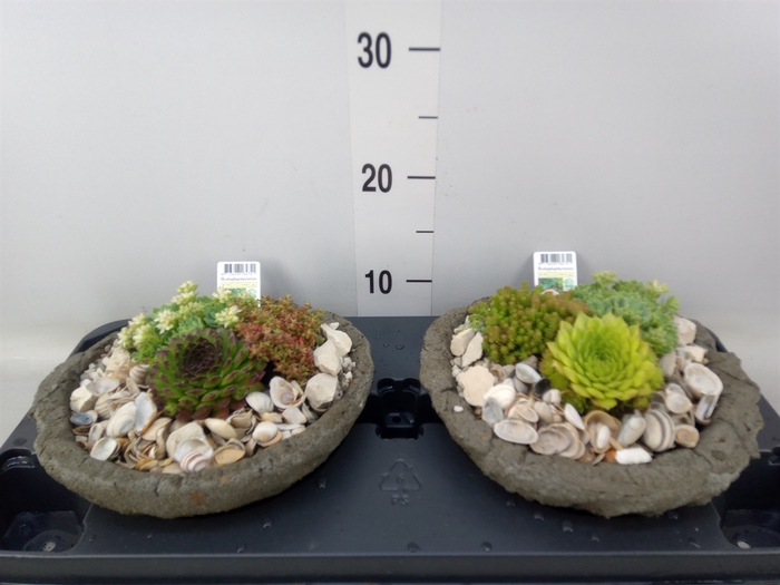 <h4>Arr.   Tuinplanten L%</h4>