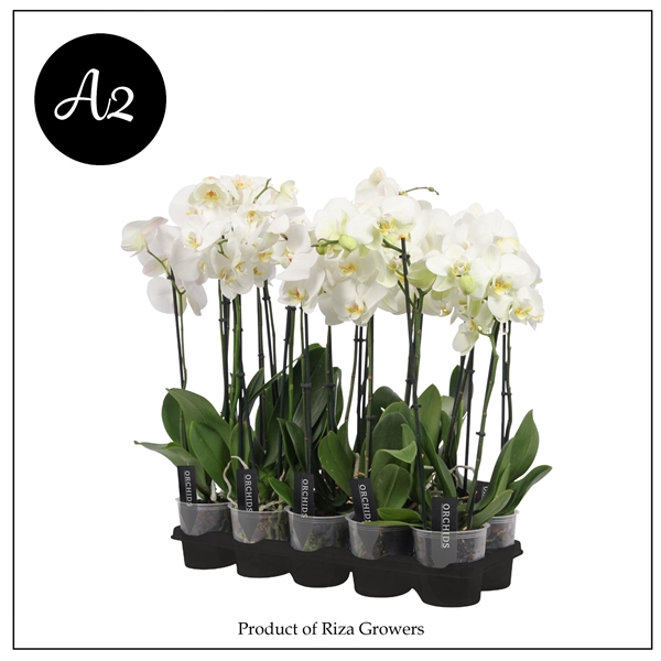 <h4>Phal. A2 White - 2+ spike 12cm</h4>