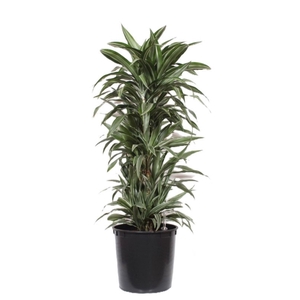 Dracaena Warneckei