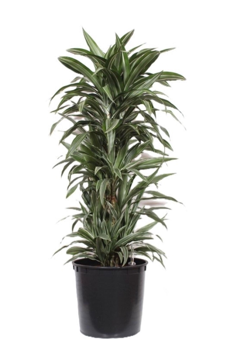<h4>Dracaena Warneckei</h4>