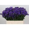 Limonium Navy Sun Birds