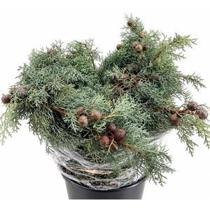 Cypresse Argentato Gray with Nuts P. Bunch