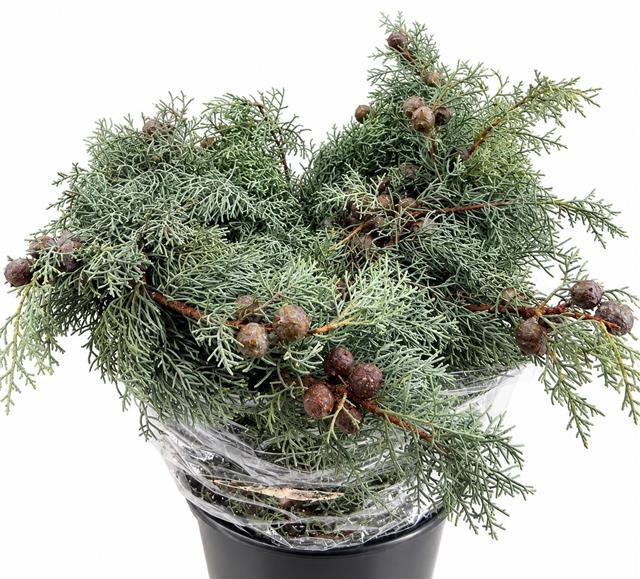<h4>Cypresse Argentato Gray with Nuts P. Bunch</h4>