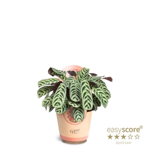 CALATHEA SPECIES p17 Burle-Maxii
