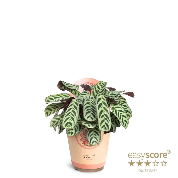 <h4>CALATHEA SPECIES p17 Burle-Maxii</h4>