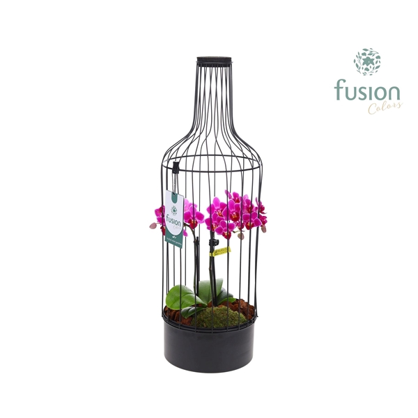 <h4>Fles metaal zwart Large met Phalaenopsis</h4>