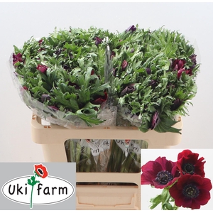 ANEM CO GALIL BORDEAUX