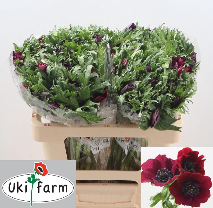 <h4>ANEM CO GALIL BORDEAUX</h4>