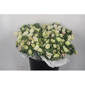 Anemone Fr. Panda White