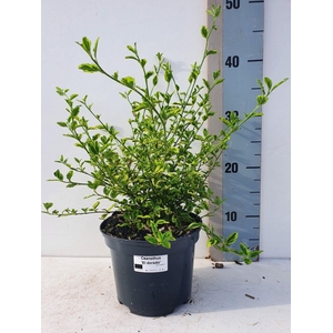 Ceanothus Eldorado