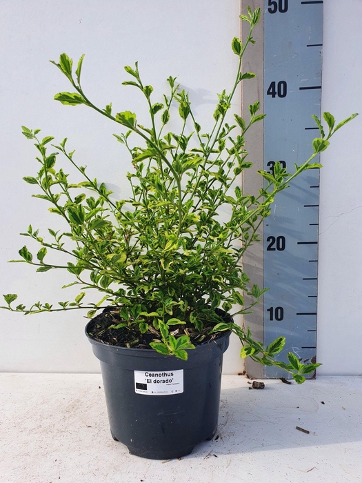 <h4>Ceanothus Eldorado</h4>