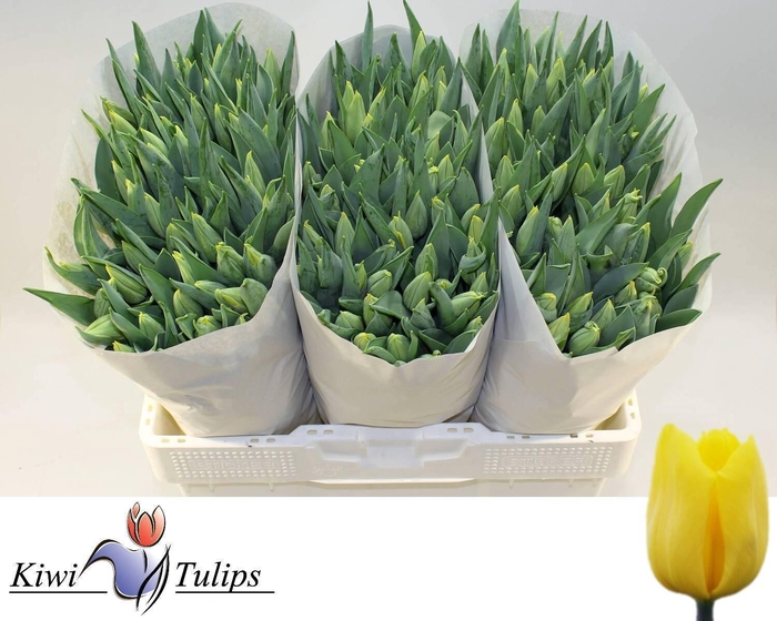 <h4>TU EN STRONG GOLD</h4>