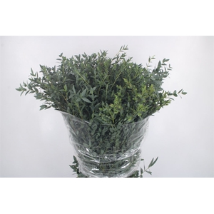 Euc Parvifolia Per Bunch 300 Gram