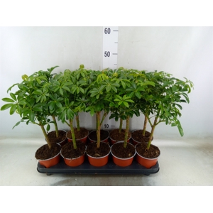 Schefflera arbor. 'Luseana'