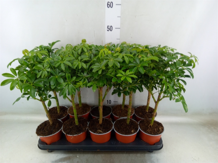 <h4>Schefflera arbor. 'Luseana'</h4>