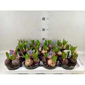 Hyacinthus orie.   ...