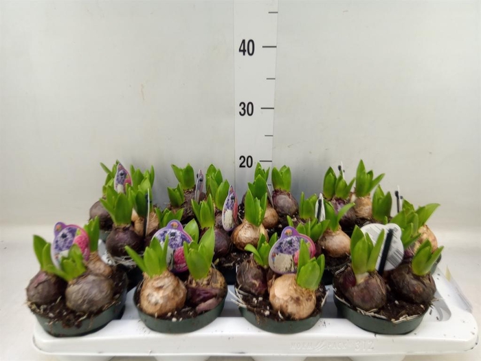 <h4>Hyacinthus orie.   ...</h4>
