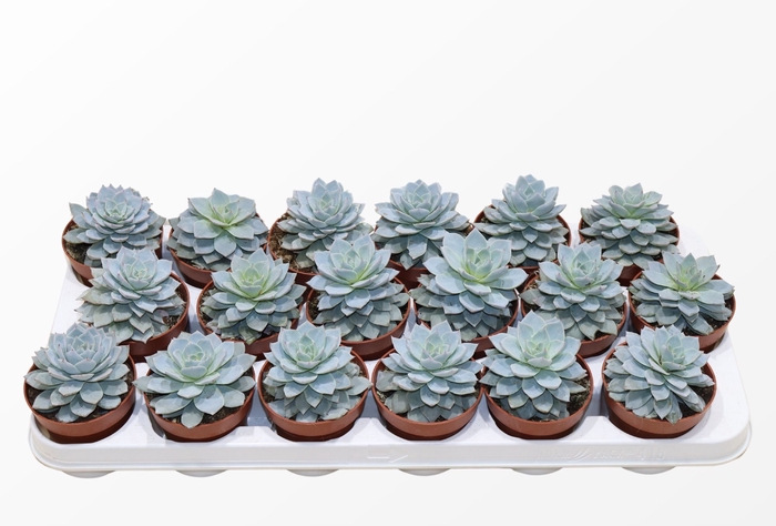 Echeveria Blue Star