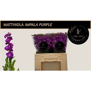 MATTH IMPALA PURPLE