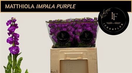 <h4>MATTH IMPALA PURPLE</h4>