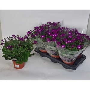 PERI C POP!F FUCHSIA