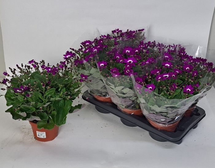 <h4>PERI C POP!F FUCHSIA</h4>