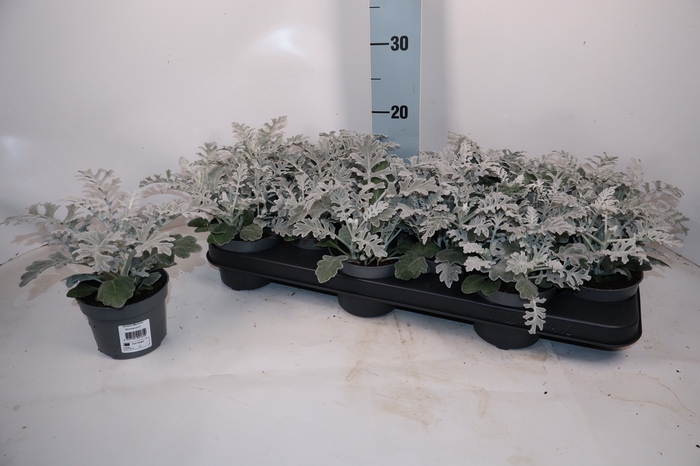 <h4>JACOBAEA MARITIMA</h4>