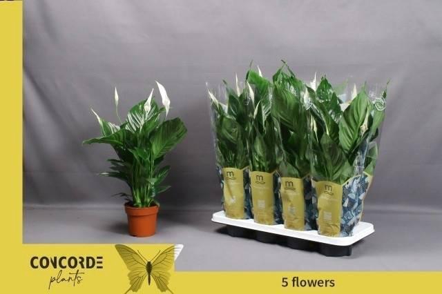 <h4>SPATH SWEET RICARDO</h4>