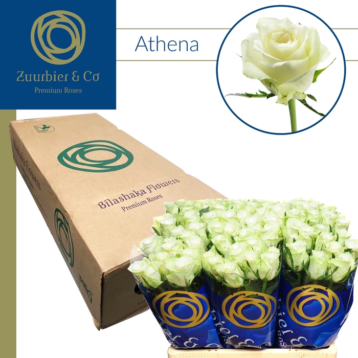 <h4>R GR ATHENA 60</h4>