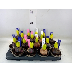 Hyacinthus orie. 'Pearl'  ...mix  4