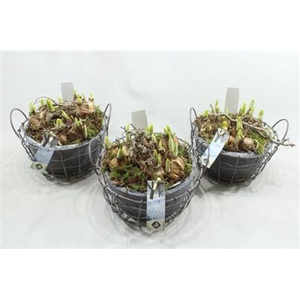 21032 XL TERRA C. FRAME TETE