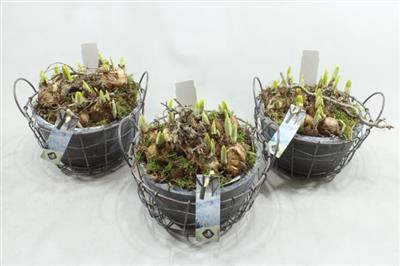 <h4>21032 XL TERRA C. FRAME TETE</h4>