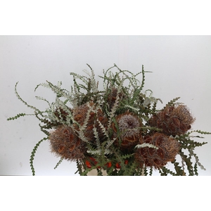 Banksia Speciosa Cones Hairy
